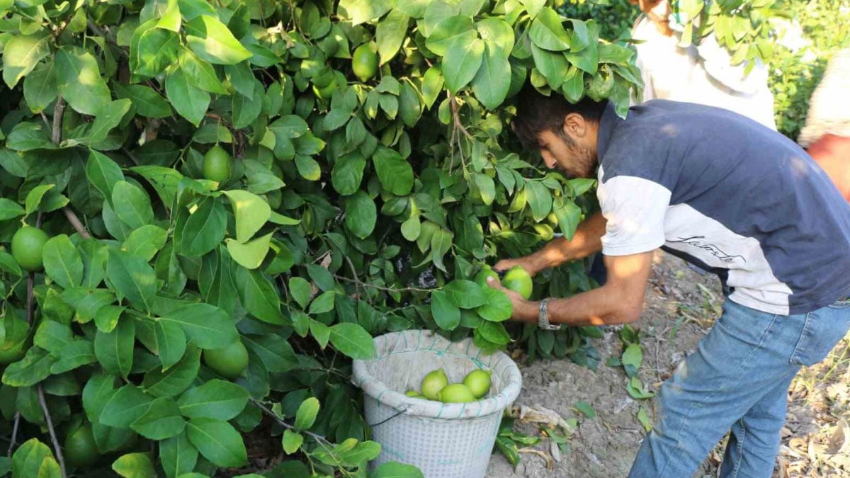 hasat 25 ve 27 eylul tarihlerinde basladi ihracat 2 ekimde baslayacak iPPBrlHg