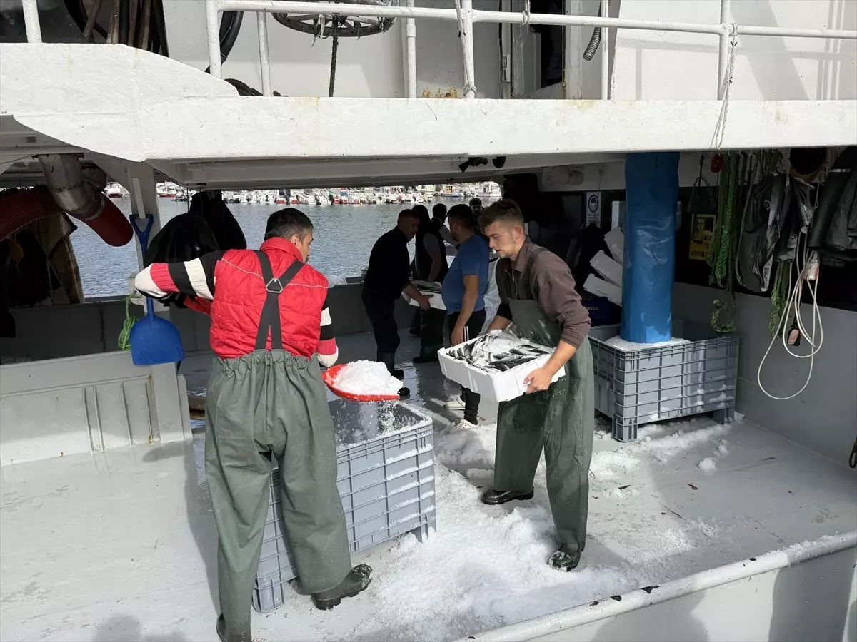 tekirdagli balikcilar istavritle dolu donuyor TjlqDD6v