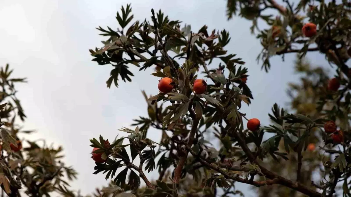 bitliste alic hasadi zorlu geciyor ME3u7RCl.jpg