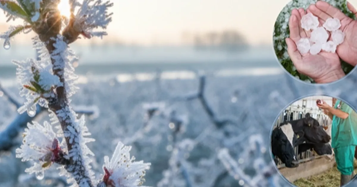 ekimde ureticilere 116 milyar tl hasar tazminati odendi WeVdBylJ.webp