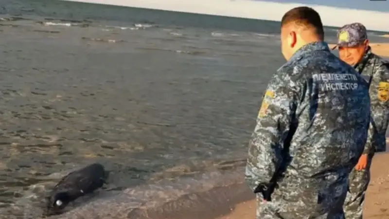 kazakistanin hazar denizi kiyisinda 100den fazla fok olu bulundu kJT6VC4Y.webp