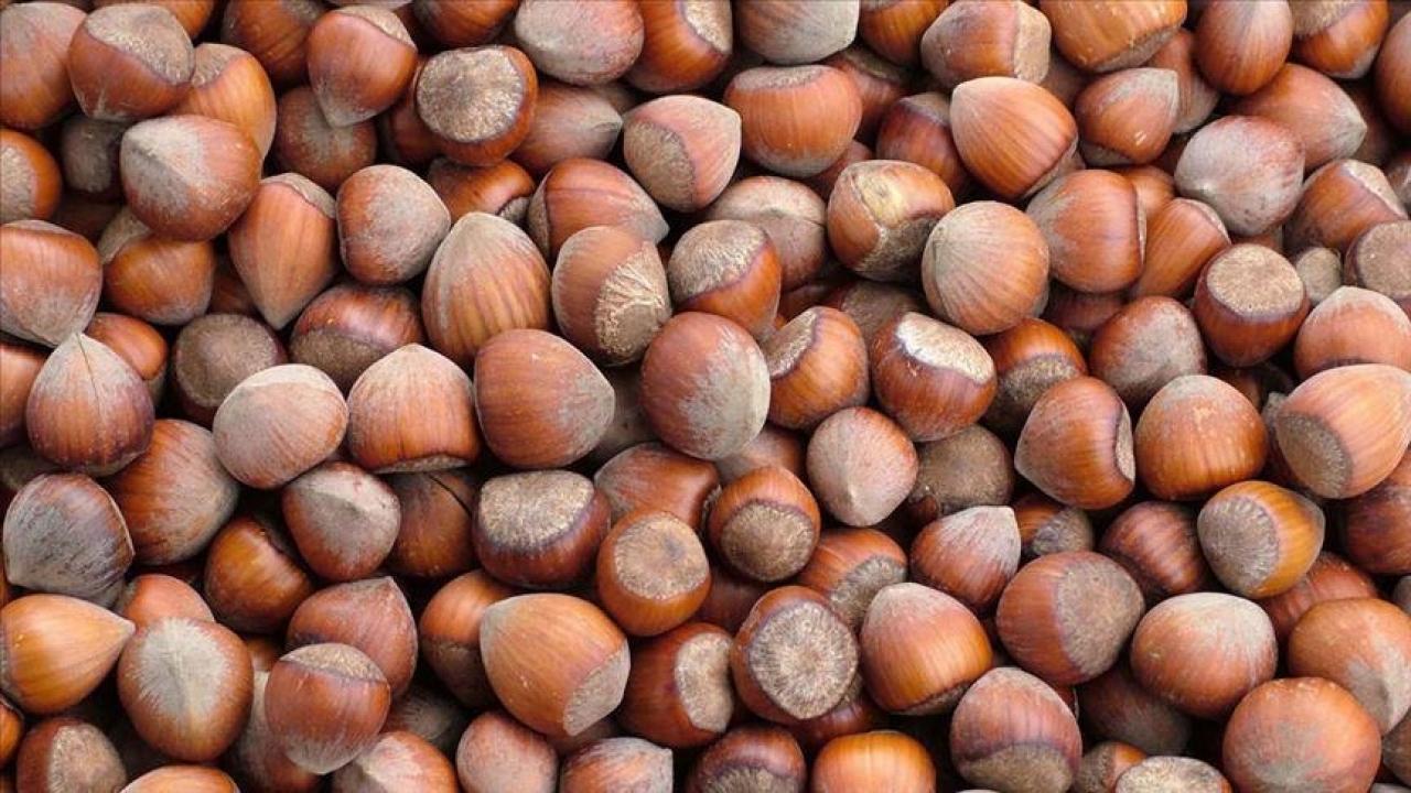 trabzonun 10 aylik findik ihracati 500 milyon dolari asti Jq31rcfl.jpg